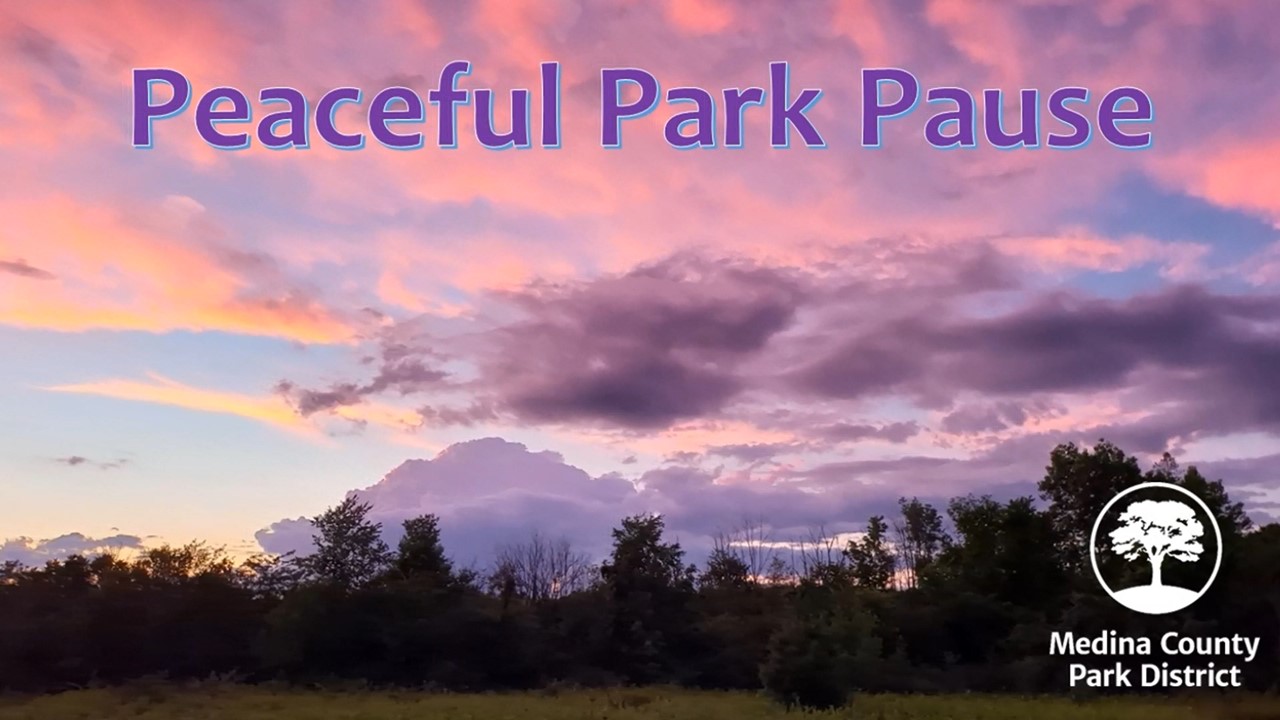Peaceful Park Pause