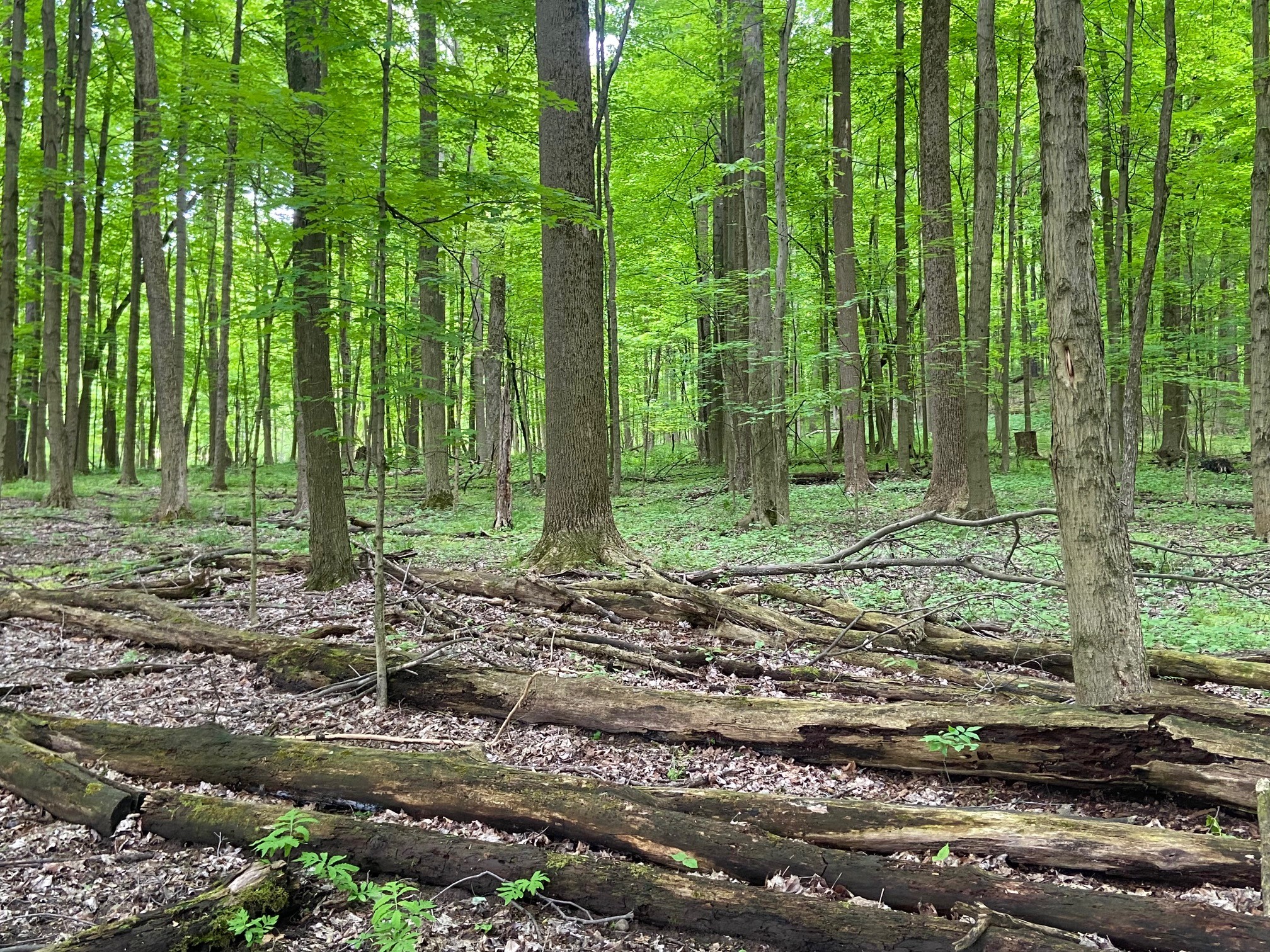 Yellow Creek