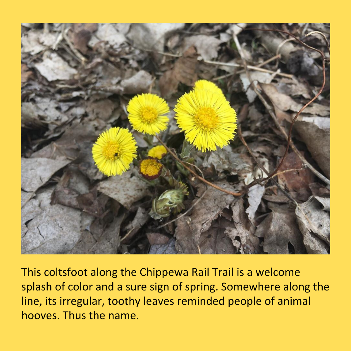 coltsfoot flower