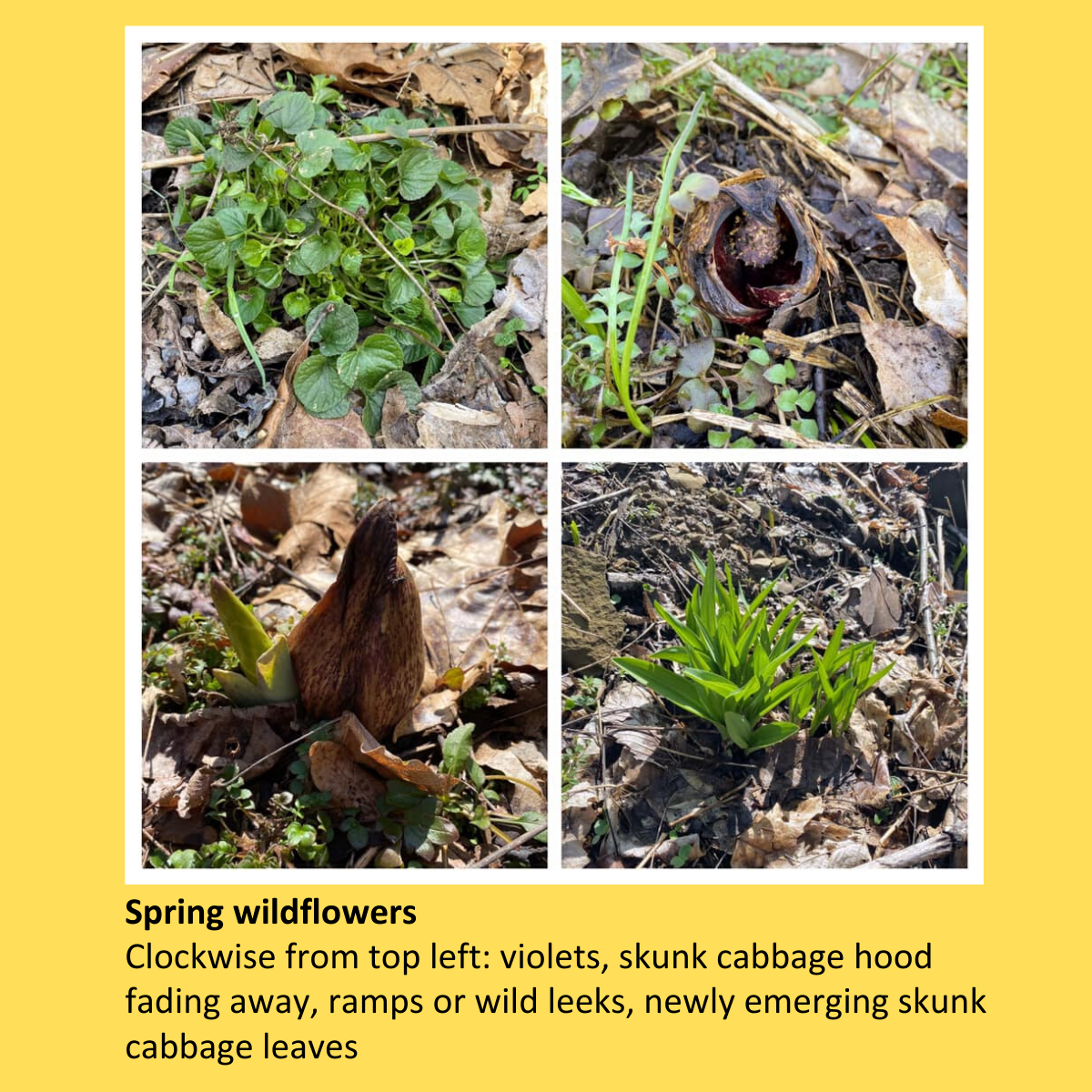 wildflowers