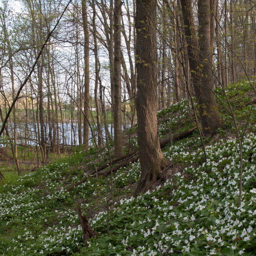 trillium